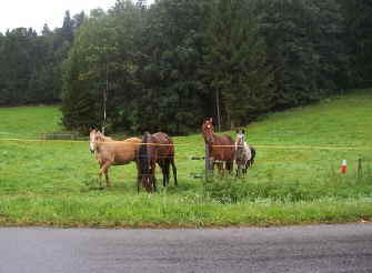 Aussenkoppel