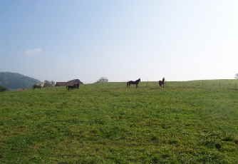 Aussenkoppel