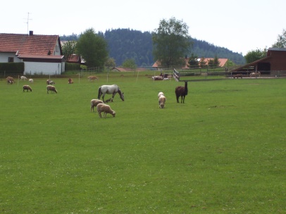 Hofwiese
