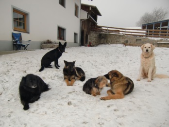 Hunde