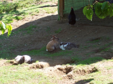 Kaninchen