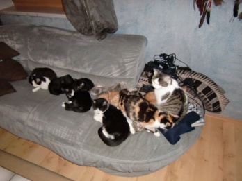 Katzen
